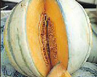 Charentais Melons Seeds