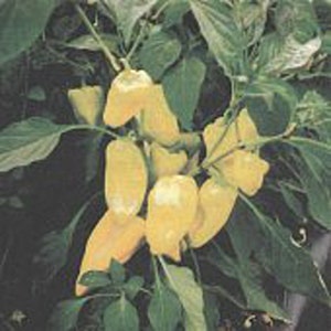 May include: A close-up of a branch of a pepper plant with several yellow bell peppers growing on it.