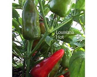 Graines de piment fort Louisiana Hots