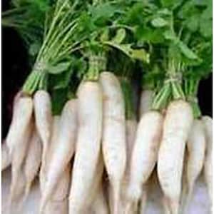 Groundhog Radishes Seeds
