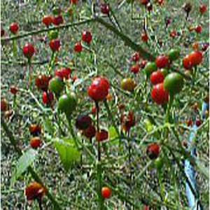 May include: Close-up of a bush with many small red and green berries. The berries are growing on thin stems and are clustered together.