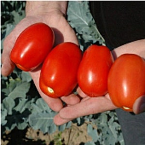 May include: Four red ripe tomatoes held in a person's hand. The tomatoes are oval shaped and have a smooth, glossy skin.