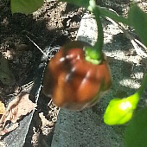 Habanero Hot Peppers (Chocolate Strain 2) Seeds