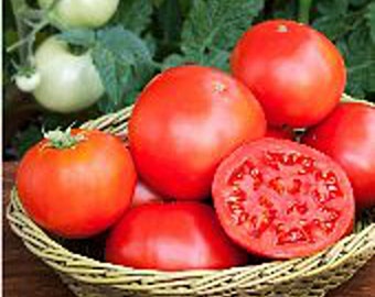 Bush Goliath Tomato Seeds