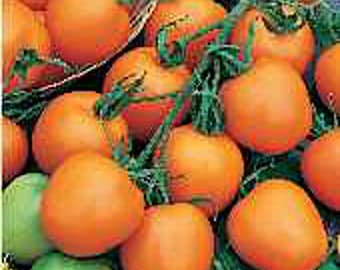 May include: A close-up of a group of orange tomatoes, some with green stems, arranged on a bed of green leaves.