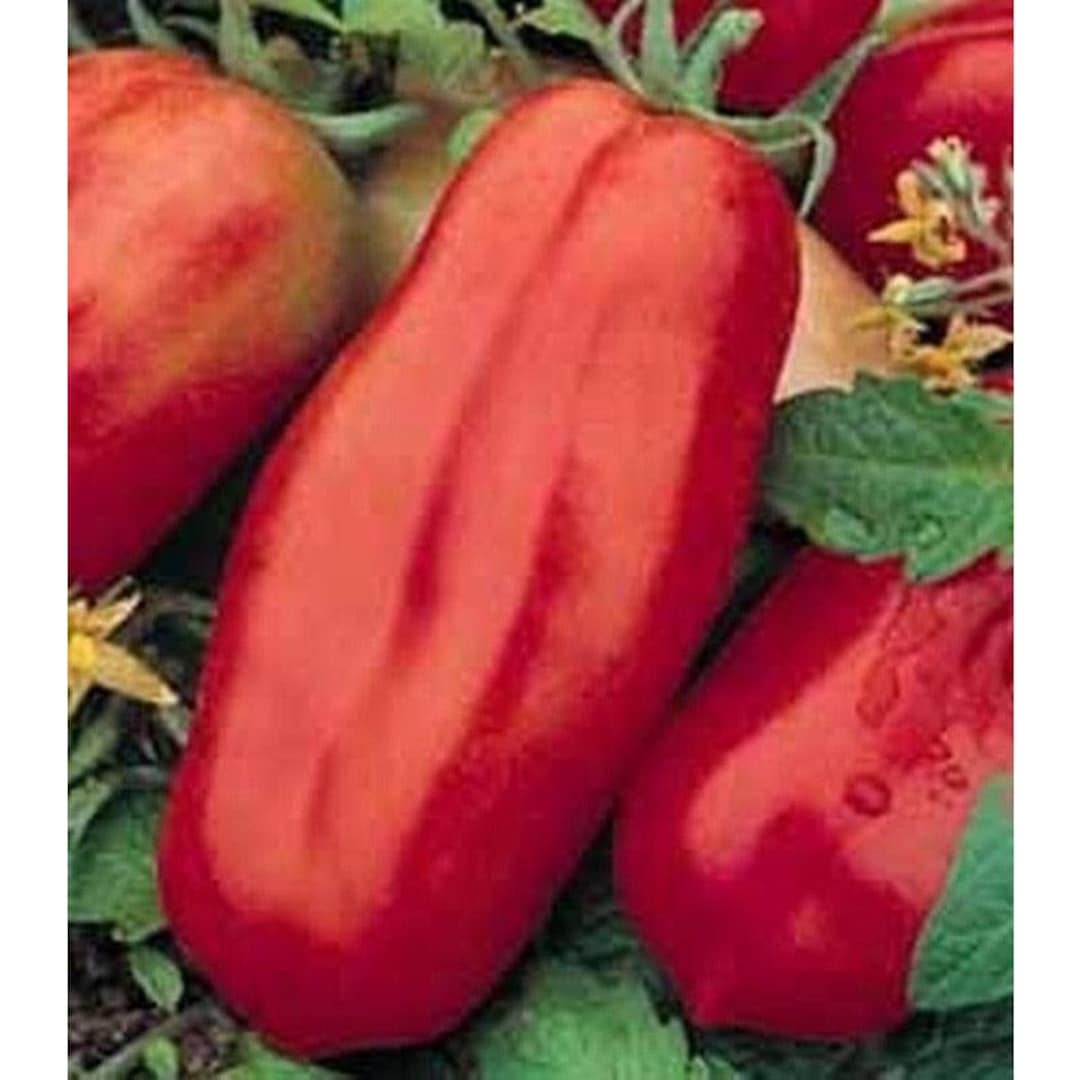 San Marzano Seeds