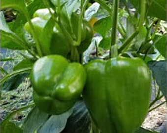 Charleston Belle Sweet Peppers Seeds
