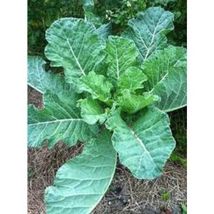 Georgia Collards Seeds