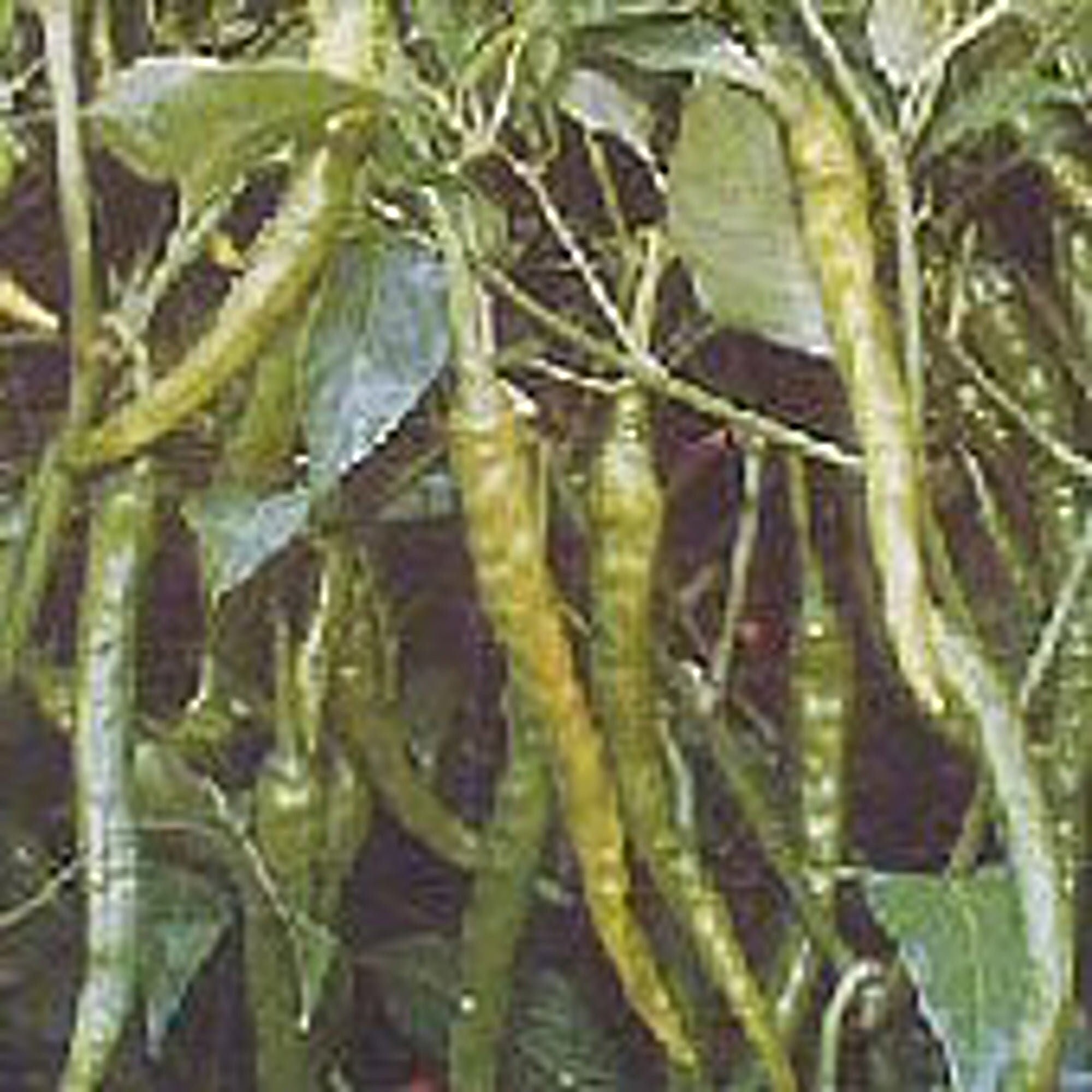 Green Power Hot Peppers Seeds
