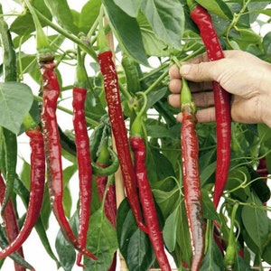 May include: A close-up of a red chili pepper plant with long, thin, red peppers hanging from the branches. The plant is growing in a pot and is supported by a wooden stake.