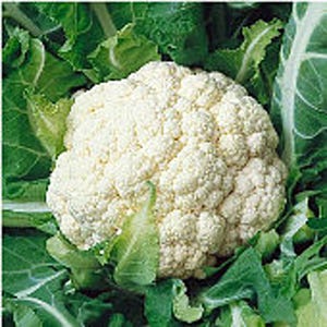 Early Snowball Cauliflower Seeds