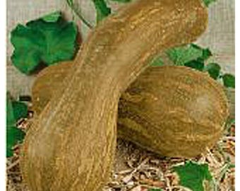 Lunga di Napoli Squash Seeds