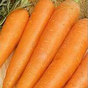 James Scarlet Intermediate Carrots Seeds