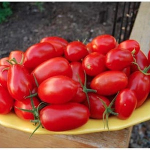 May include: A bowl filled with bright red, oval-shaped tomatoes. The tomatoes are arranged in a cluster, with some overlapping.