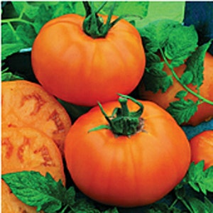May include: Three ripe orange tomatoes with green stems. The tomatoes are round and have a smooth skin.