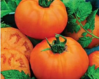 May include: Three ripe orange tomatoes with green stems. The tomatoes are round and have a smooth skin.