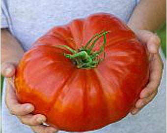 SteakHouse Tomato Seeds