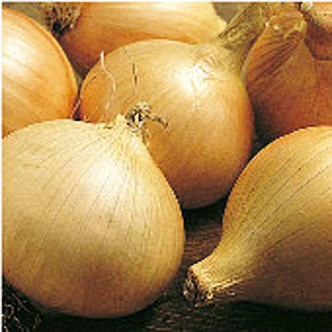 Walla Walla Onions Seeds Etsy Walla walla onions seeds etsy