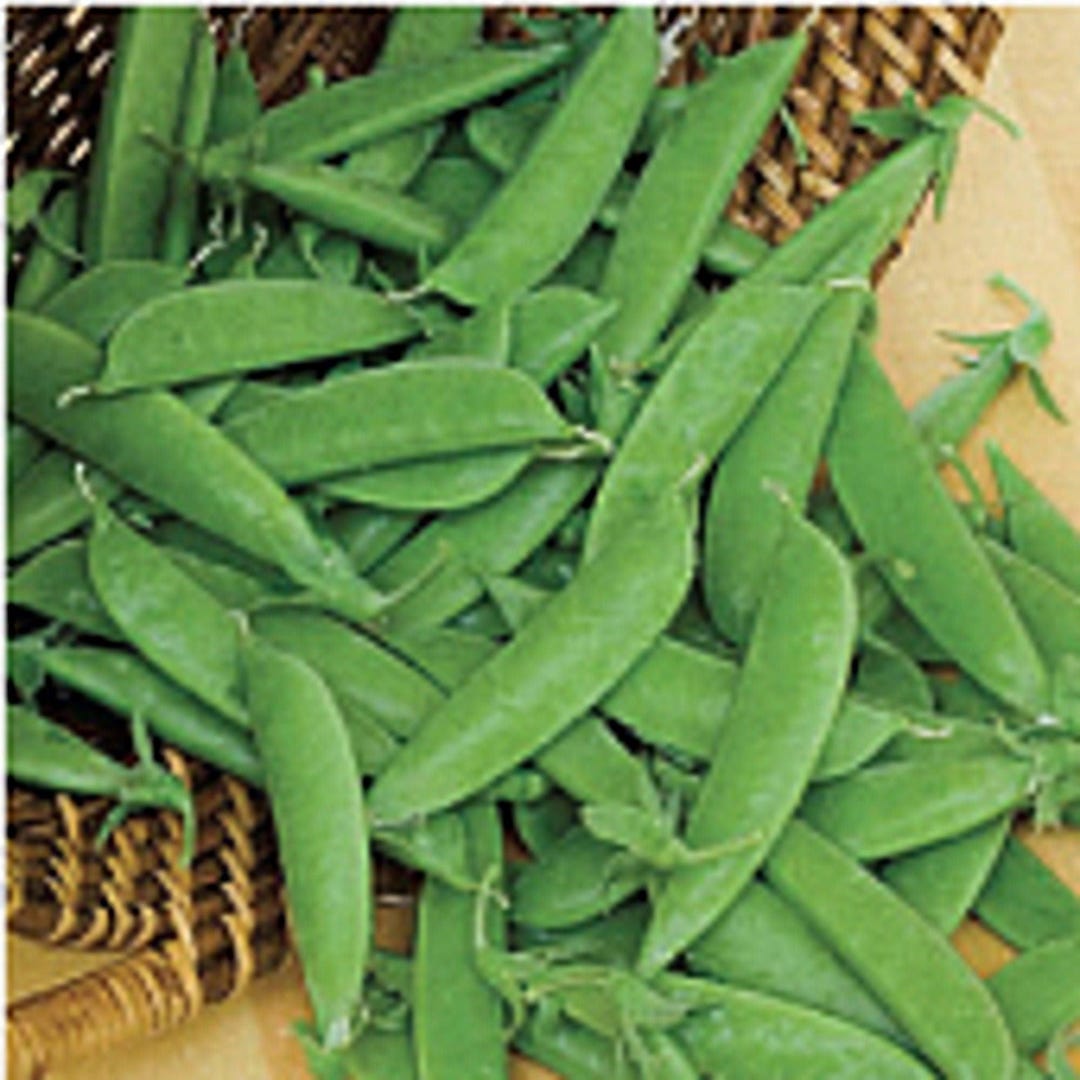 Super Sugar Snap Peas Seeds - Etsy