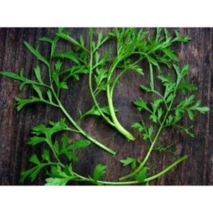 May include: A bunch of fresh green leafy herbs with delicate stems. The herbs are arranged on a dark brown wooden surface.