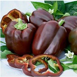 Chocolate Beauty Sweet Peppers Seeds