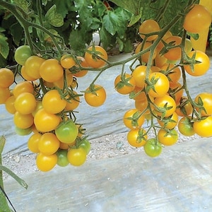 May include: A cluster of bright yellow cherry tomatoes growing on a vine. The tomatoes are ripe and ready to be picked.