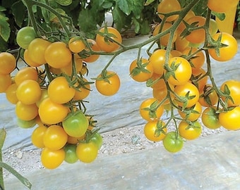 May include: A cluster of bright yellow cherry tomatoes growing on a vine. The tomatoes are ripe and ready to be picked.