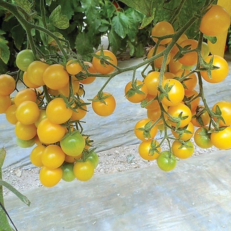 Esterina F1 Hybrid Organic Tomato Seeds