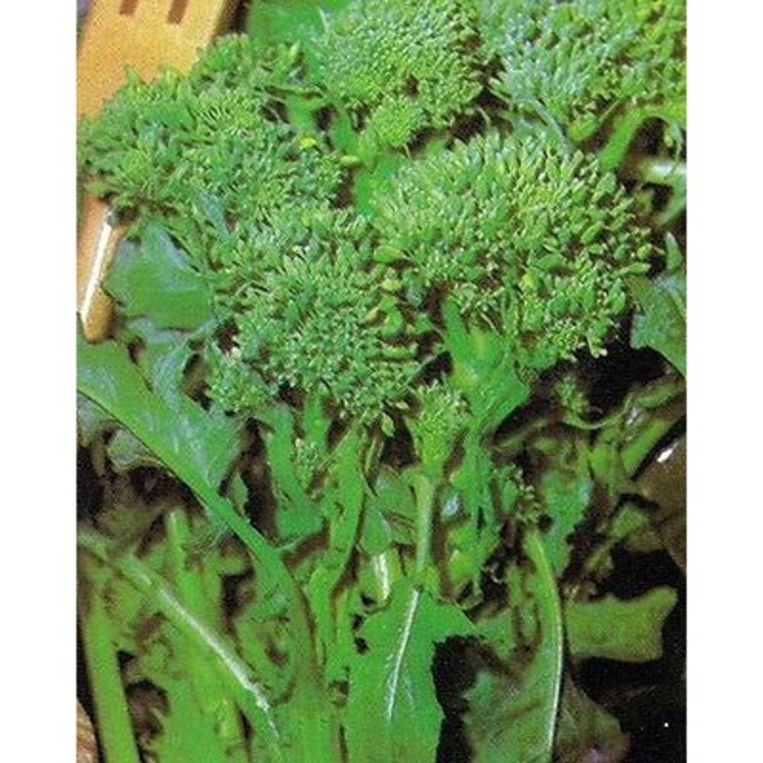 Toscana Rapini - Broccoli Raab - Etsy