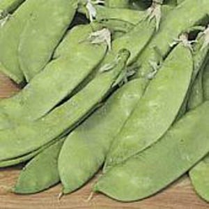 Dwarf Grey Sugar Snow Peas Seeds