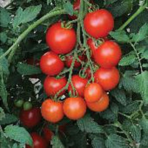 May include: A cluster of red tomatoes growing on a vine. The tomatoes are ripe and ready to be picked.