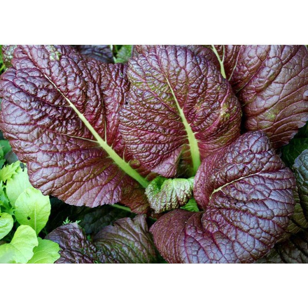 Red Giant Mustard Greens Seed - Etsy
