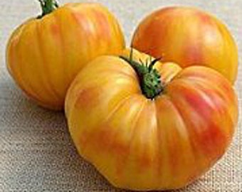 May include: Three heirloom tomatoes with yellow and red stripes. The tomatoes are ripe and ready to eat.