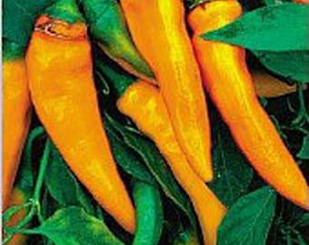 Tequila Sunrise Sweet Peppers Seeds