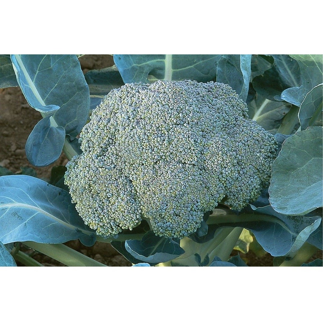 Gypsy F1 Hybrid Broccoli Seeds - Etsy