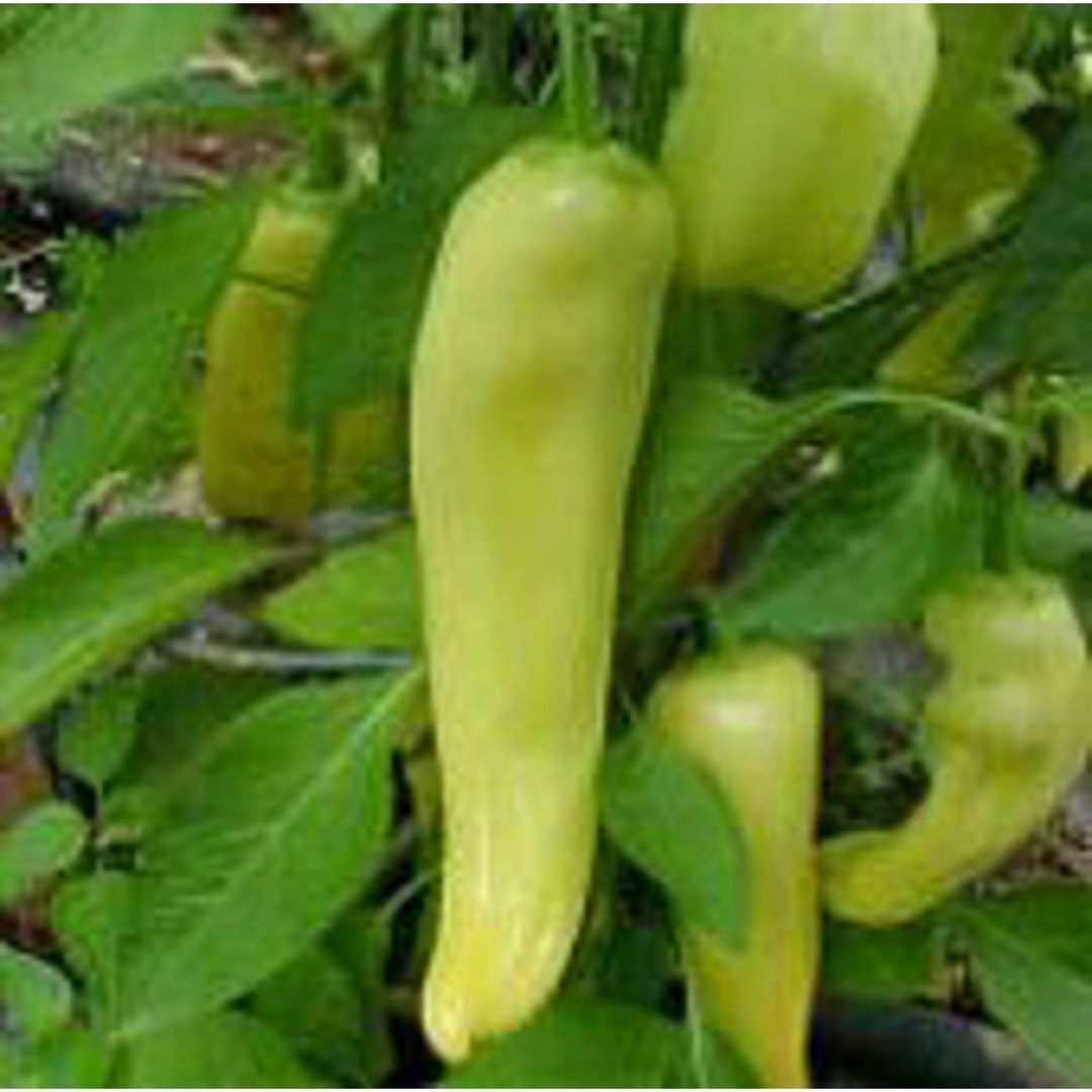Volcano Hot Peppers Seeds - Etsy