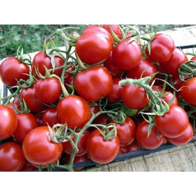 Sweet Chelsea F1 Hybrid Tomato Seeds - Etsy