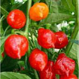 May include: Close-up of red and orange peppers growing on a vine. The peppers are smooth and shiny, with a slightly pointed shape.