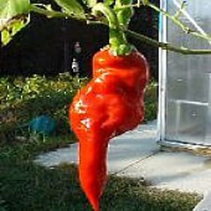 May include: A bright red pepper with a unique, bumpy, and wrinkled texture hangs from a green vine. The pepper is long and slender, with a pointed tip.