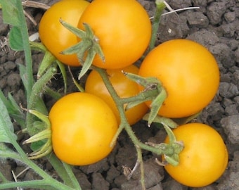 Galina's Cherry Tomato Seeds