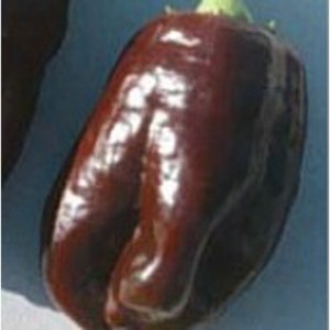 Georgescu Chocolate Sweet Peppers Seeds