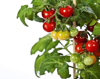 May include: A close-up of a tomato plant with green leaves and red and yellow tomatoes.