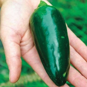 May include: A single green jalapeno pepper, about 4 inches long, held in a person's hand. The pepper has a smooth, glossy skin and a pointed tip.