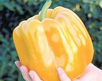 Super Heavyweight Sweet Peppers Seeds