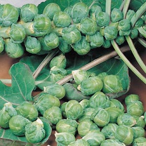Roodnerf Brussels Sprout Seeds