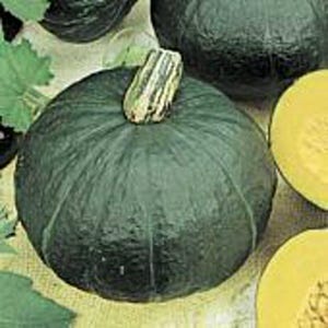 Sweet Mama Squash Seeds