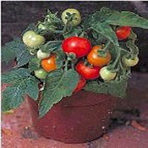 May include: A small potted tomato plant with green leaves and red, orange, and yellow tomatoes.