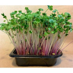 May include: A black plastic container filled with a dense cluster of vibrant green microgreens. The stems are long and slender, with a vibrant purple hue at the base.