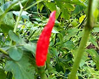 Vietnamese Tear Jerker Hot Peppers Seeds