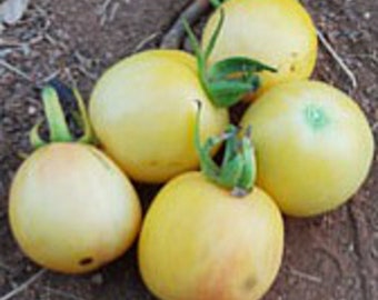 Puede incluir: Primer plano de cuatro tomates amarillos. Los tomates son redondos y lisos, con un acabado ligeramente brillante. Están dispuestos en un racimo, con los tallos visibles.